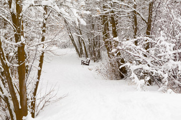 forest with snow covered trees - 247671176