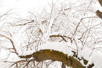tree trunk an branches covered with snow - 247671193