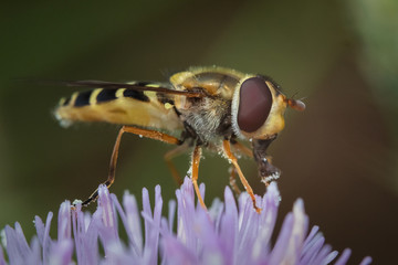 Hoverfly eating pollen closeup