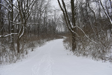 winter landscape with trees and snow
