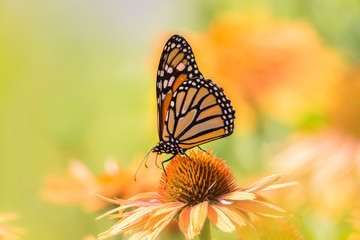 Closeup of Monarch butterfly on echinacea with blurred background