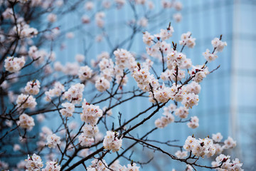 Blooming sakura flowers close up