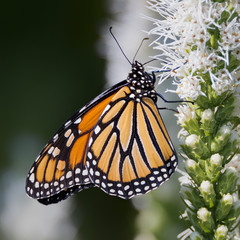 Monarch butterfly on white Prairie gay feather flowers