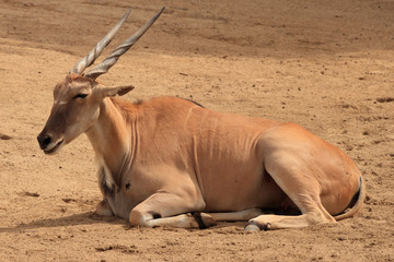 African Antelope in Calfornia