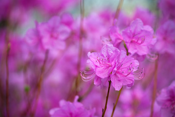 Fototapeta premium Rhododendron Mucronulatum Korean Rhododendron flower