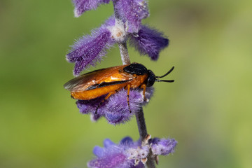 Closeup of Turnip sawfly on sage flower