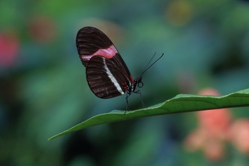 Closeup of Heliconius butterfly on leaf with colorful bokeh behind