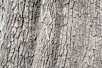 Tree Texture