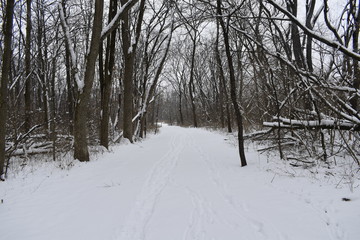 winter in the forest