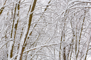 Winter photography in the mountains of Idaho