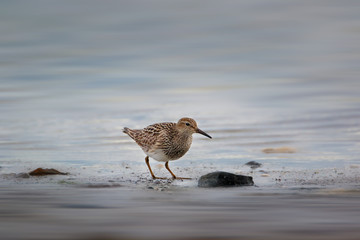Closeup of Pectoral Sandpiper on the beach