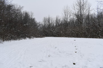 winter landscape with trees
