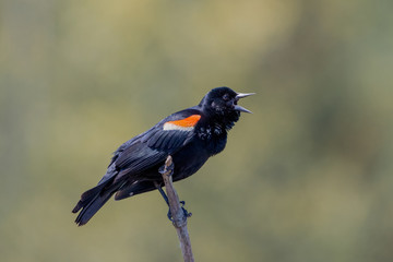 Closeup of territorial Red-winged Blackbird shouting loudly