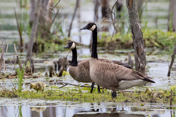 Canada geese and their goslings on vegetation island in marsh
