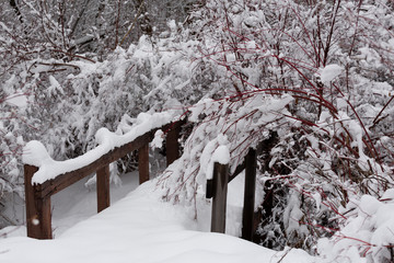 Winter photography in the mountains of Idaho