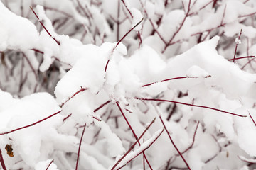Winter photography in the mountains of Idaho