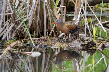 Virginia Rail walking in cattail marsh with reflection in water