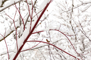 Winter photography in the mountains of Idaho