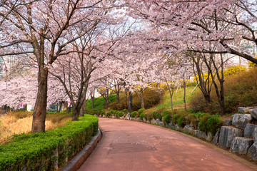 Naklejka premium Blooming sakura cherry blossom alley in park