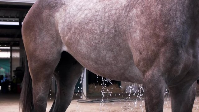 a racehorse gets a wash in slow motion