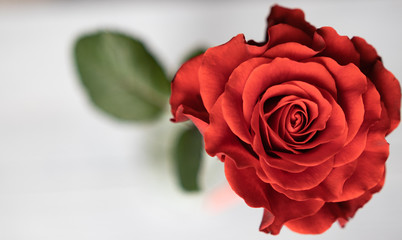 Beautiful red rose with green leaves on a white background. Christmas, New Year, Valentine's Day, Mother's Day, Greetings for the holidays, March 8, a gift to his beloved.