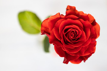Beautiful red rose with green leaves on a white background. Christmas, New Year, Valentine's Day, Mother's Day, Greetings for the holidays, March 8, a gift to his beloved.