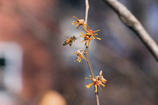 honey bee on a yellow witch hazel flowers blooming in the winter