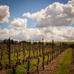 Rows of Vines at a California Vineyard near Livermore. Sun breaking through the clouds.
