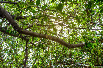 banyan tree