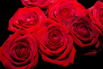 Fleur rouge de saint valentin