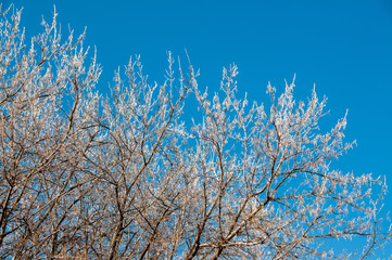 Tree After Ice Storm