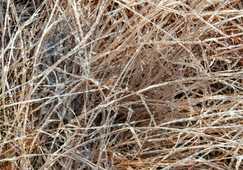 Grass After Ice Storm