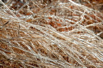 Grass After Ice Storm