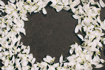 Flowers composition.White chamomile petals arranged in a circle on a black background.