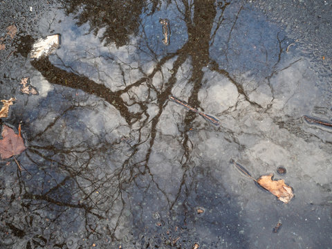 Tree And Sky Reflection On Water Puddle