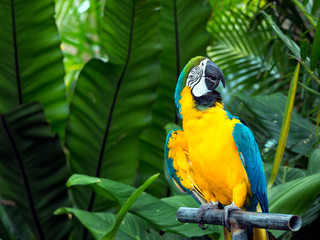 Portrait of blue macaw grabing on timer; blue and gold parrot