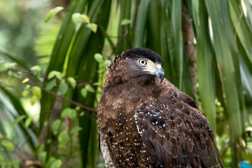 Portrait of brown eagle  grabing on timer and looking at something;