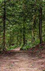Color image of a foot path in Portland, Oregon's Forest Park.