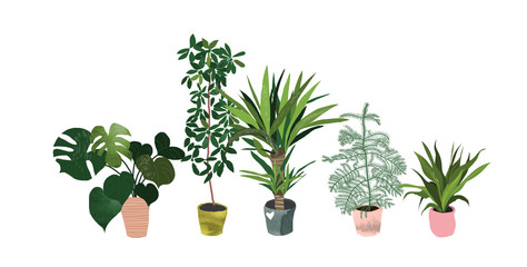 potted plants collection. succulents and house plants. hand drawn vector art.  Set of house indoor plant vector cartoon doodle.