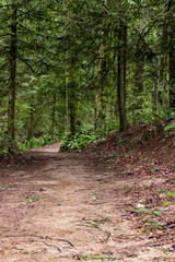 Color image of a foot path in Portland, Oregon's Forest Park.