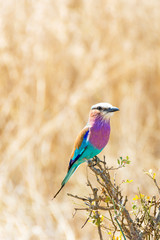 Picture of a lilac breasted roller in Mikumi National Park, Tanzania, Africa.