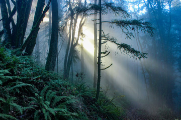 Sunlight through fog in Portland, Oregon's Forest Park.