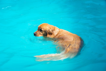 golden retriever nadando