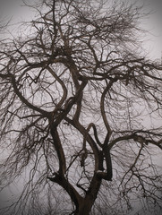 Dramatic bare tree in winter