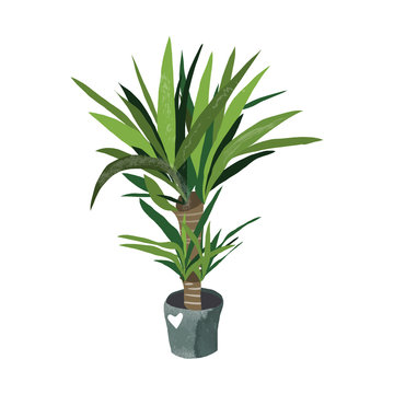 Potted Houseplant. Yucca Plant.