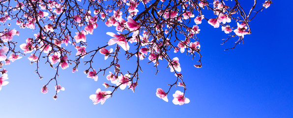 Sprouts of magnolia tree on background of blue sky, during spring period. Budded branch with pink flowers in bloom season. Flourishing or bloom period for the cherry, apple and magnolia trees.  © vmargineanu