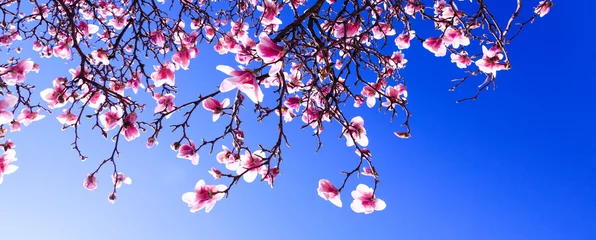 Fototapeten Magnolie Sprouts of magnolia tree on background of blue sky, during spring period. Budded branch with pink flowers in bloom season. Flourishing or bloom period for the cherry, apple and magnolia trees.   © vmargineanu