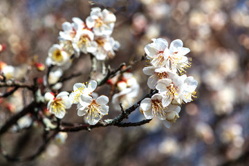 風土記の丘の梅