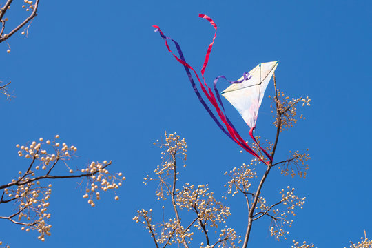 The kite got caught in the tree