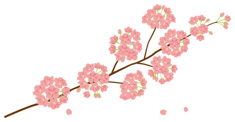 Pink cherry blossoms - 247676723